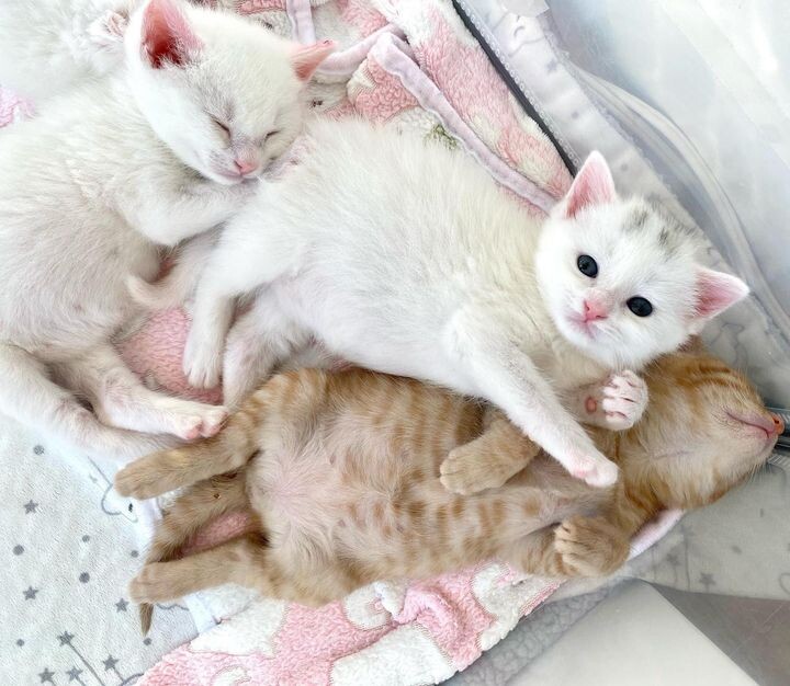 새끼 고양이 .jpg | 인스티즈