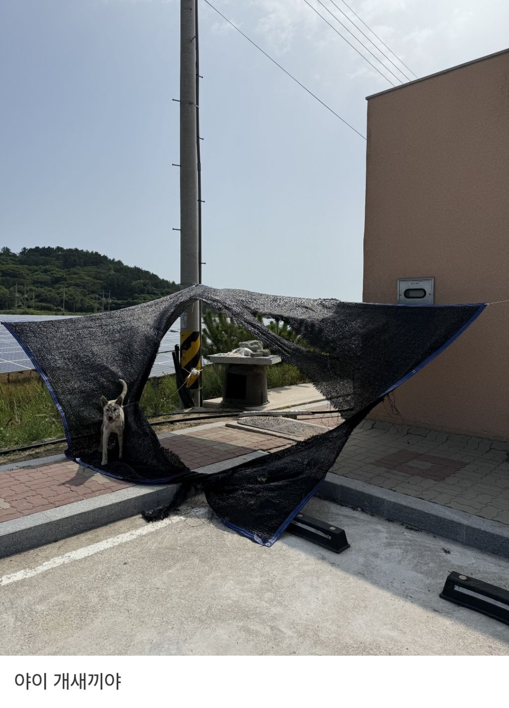 시골개를 위해 설치해준 가림막.jpg | 인스티즈