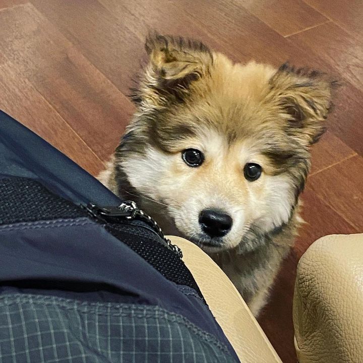 귀엽다고 난리난 배우 이기우가 입양한 유기견.jpg | 인스티즈