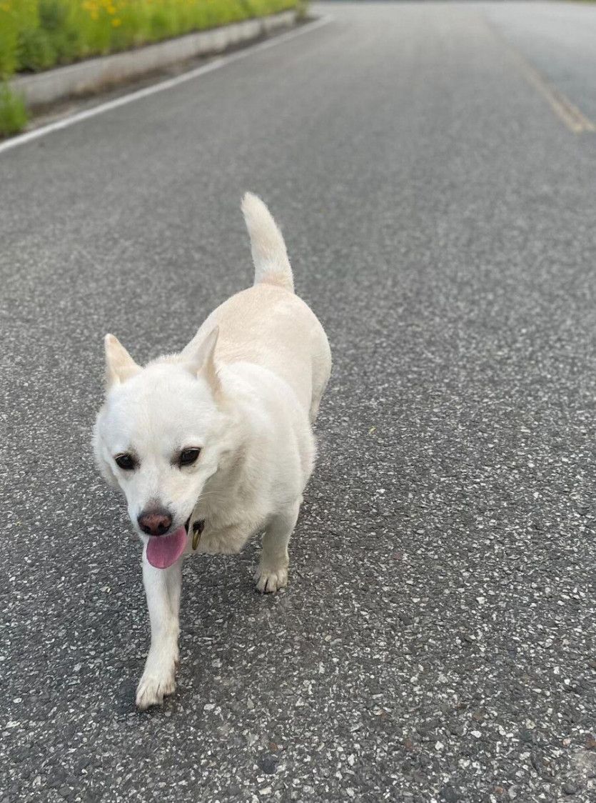동네 아주머니가 우리 강아지 보고 쌀개 라고 했다 | 인스티즈