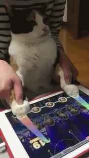 흰 양말 신은거 같은 고양이의 발.jpgif | 인스티즈