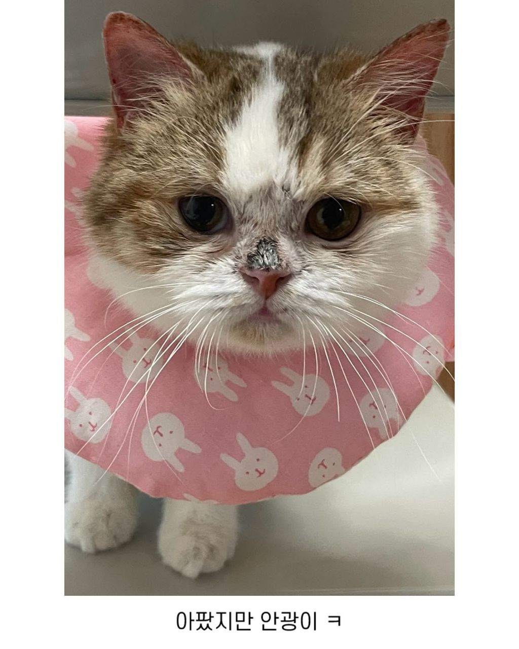 보호소냥이가 집냥이가 된 과정 | 인스티즈