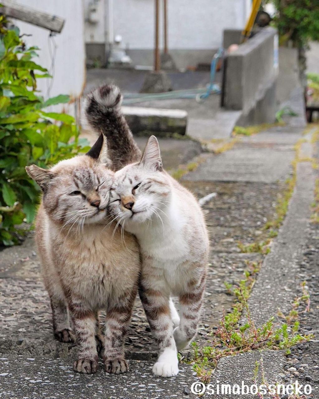 짝지어다니는 섬고양이들 | 인스티즈