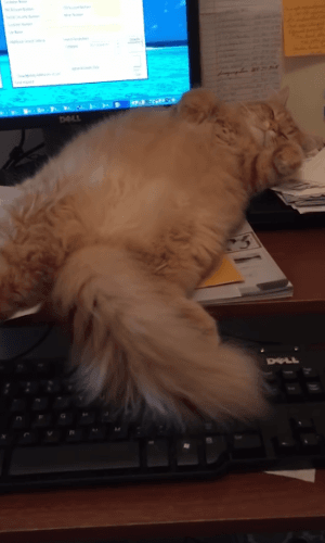 방해하는 뚱냥이 | 인스티즈