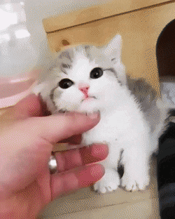 고양이 움짤.gif | 인스티즈