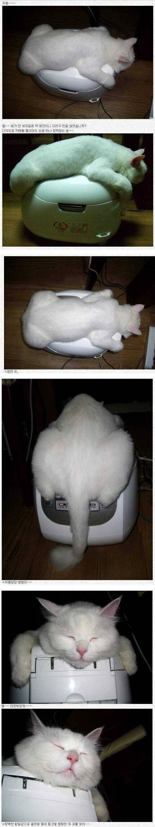 고양이 전용 난로.jpg | 인스티즈