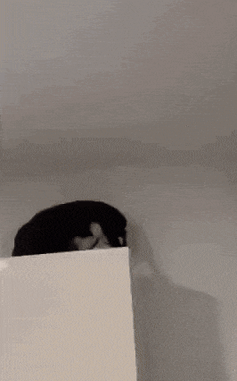 고양이가 악마인 이유.gif | 인스티즈