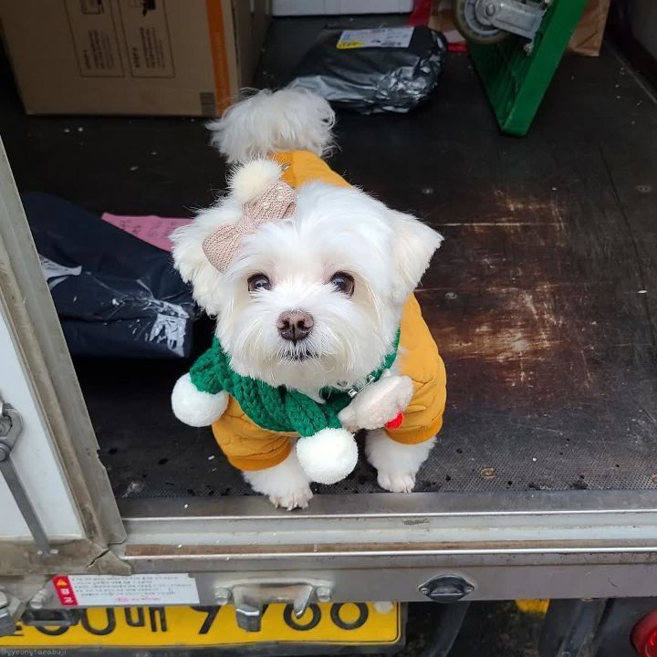 크리스마스 이브에도 열일 중인 택배견 경태.jpg | 인스티즈