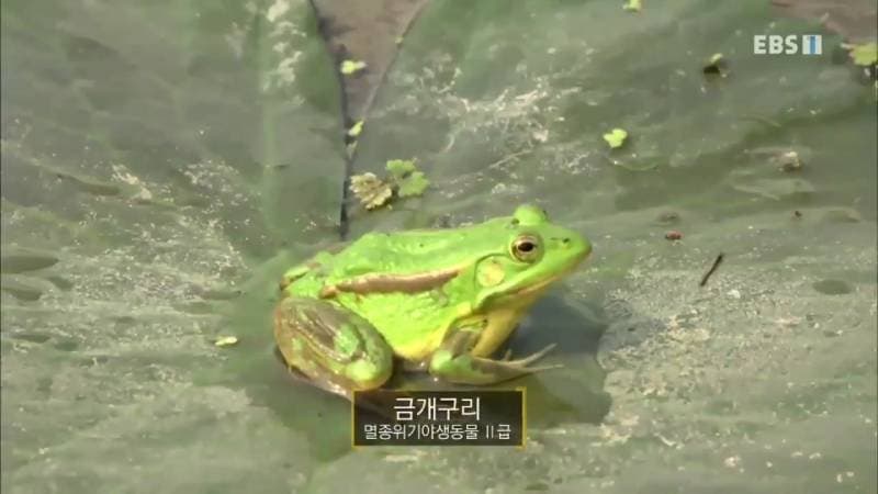 금개구리가 멸종위기인 이유 | 인스티즈