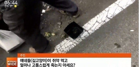 고양이 천마리 죽였다는 기사를 조심해야 하는 이유 | 인스티즈