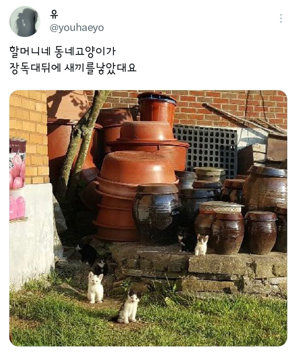 동네고양이 이미지