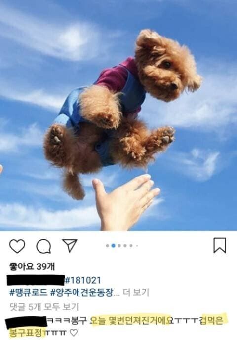 갈때까지 가버린 애견 인스타 유행.jpg | 인스티즈