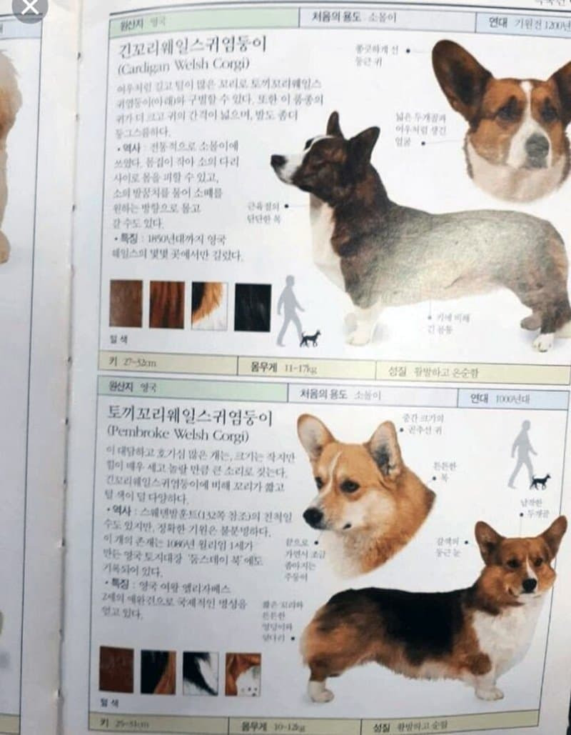 웰시코기의 정식 한국어 명칭 | 인스티즈