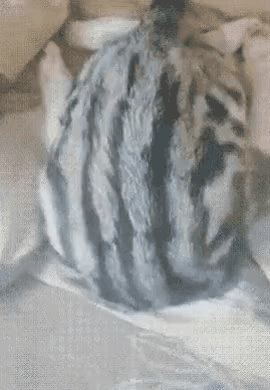 집사들은 아는 평범한 고양이의 모습 | 인스티즈