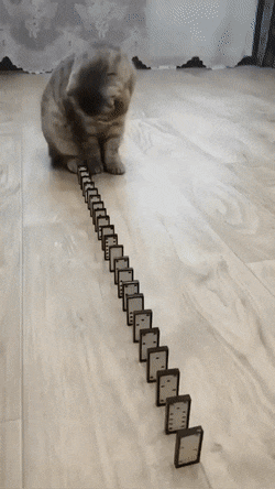 도미노를 처음 해본 고양이.gif | 인스티즈