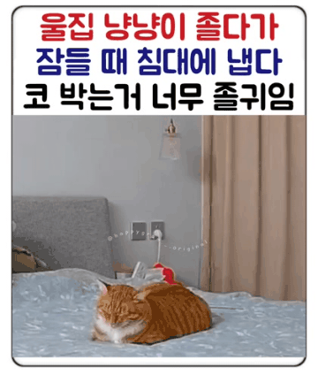 울집 냥냥이 졸다가 잠들 때 침대에 냅다 코 박는거 너무 짱귀임.gif | 인스티즈
