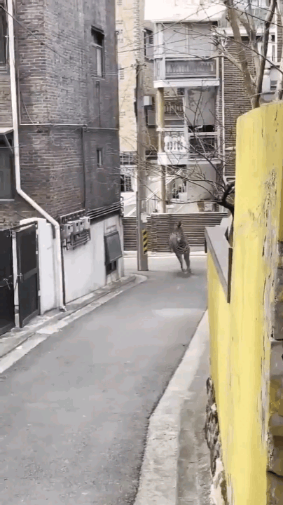 어린이대공원서 탈출 얼룩말, 3시간 만에 생포 | 인스티즈