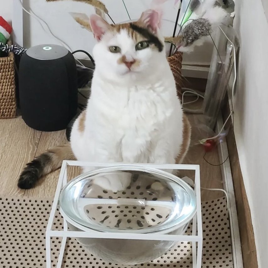 빨래 당하던 고양이 근황 ...jpg | 인스티즈