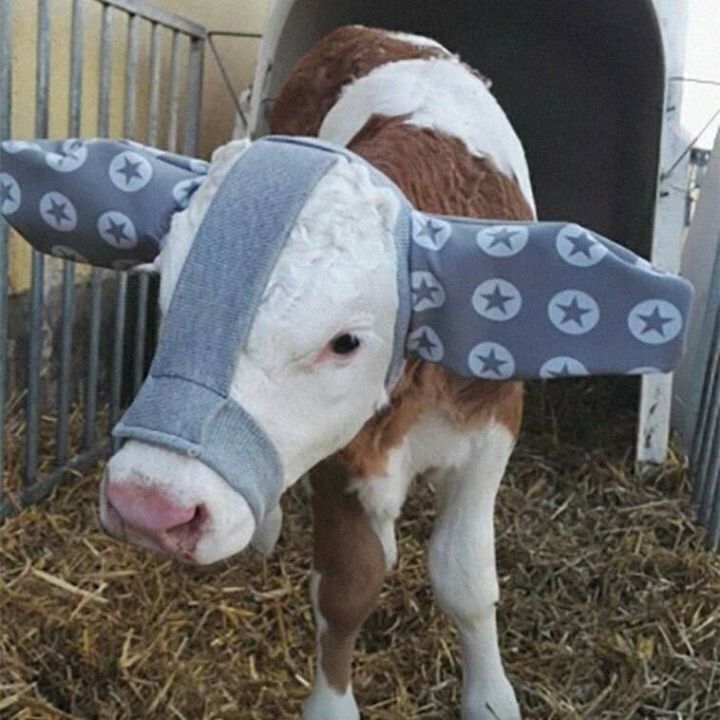 귀도리한 송아지 | 인스티즈