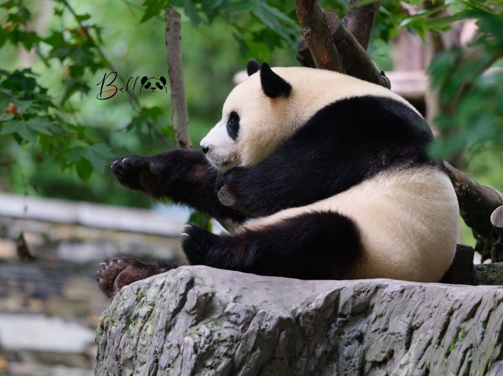 벌크업한 푸바오 근황 | 인스티즈