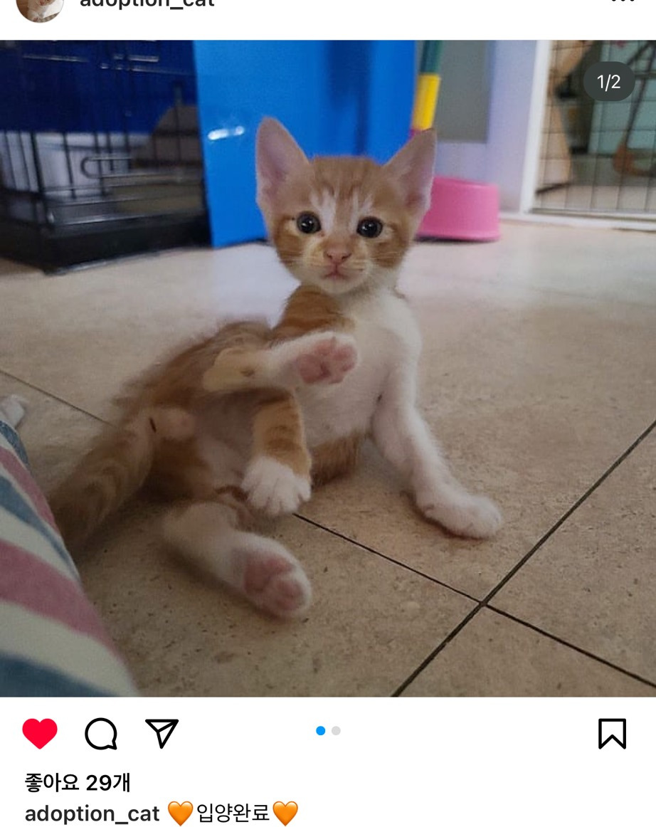 길냥이 길댕이 맘에들면 주워가라길래 주워옴 | 인스티즈