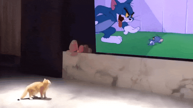 몰입하는 애옹쓰.gif | 인스티즈