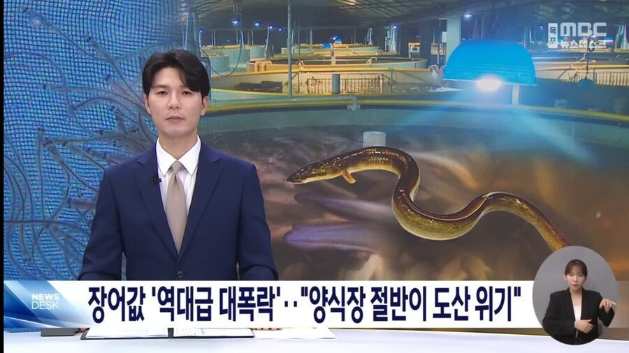 현재 난리났다는 장어값 역대급 대폭락 도산위기 근황 | 인스티즈