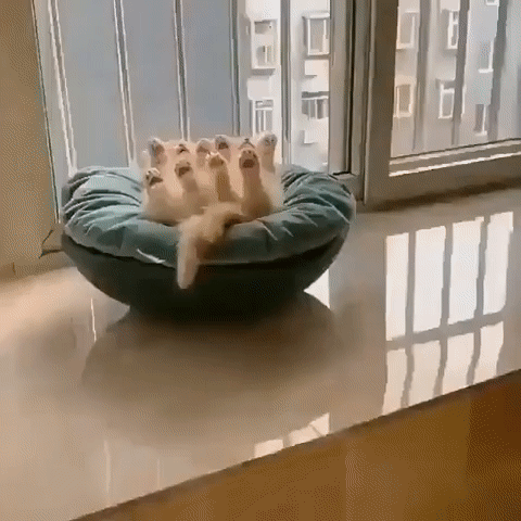 특이한 자세로 자는 고양이.gif | 인스티즈