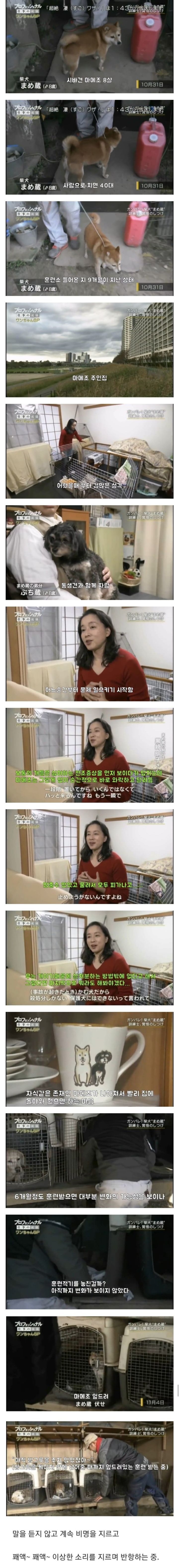 폭행 훈육 시바견 근황 | 인스티즈