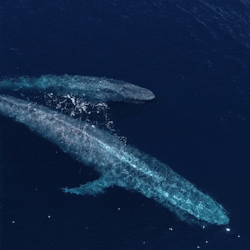 아기 고래 | 인스티즈