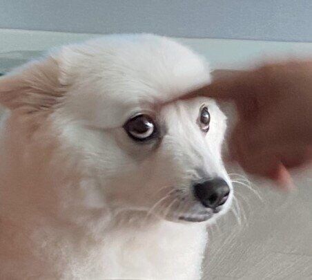 늑대에겐 없고 개에겐 있는 근육.jpg | 인스티즈