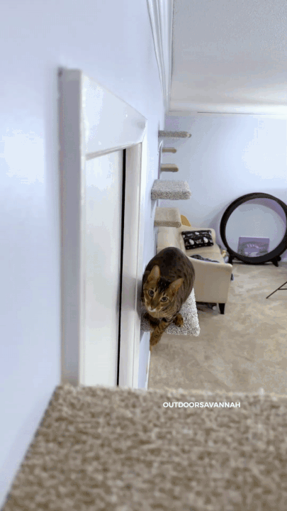 벽 전체가 고양이 놀이터.gif | 인스티즈