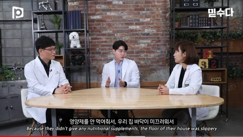 국내 소형견이 유독 슬개골 탈구가 많은 이유 | 인스티즈
