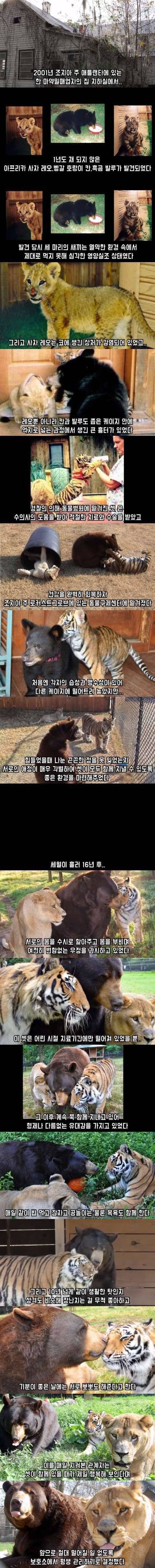 곰 사자 호랑이를 한 우리에 키우면 | 인스티즈