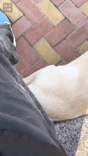 댕댕이 털빠짐 수준 | 인스티즈