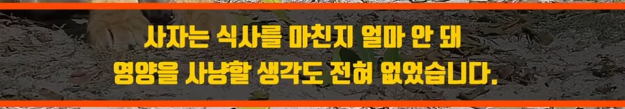 인간외에 자살을 선택하는 동물이 있을까? | 인스티즈