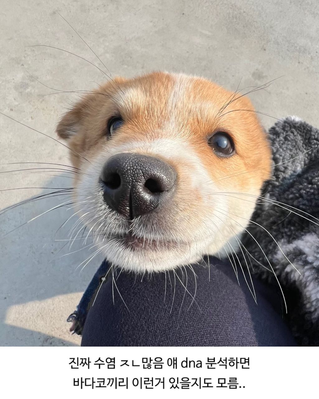 할머니집 시골개 산책시켜줌 | 인스티즈