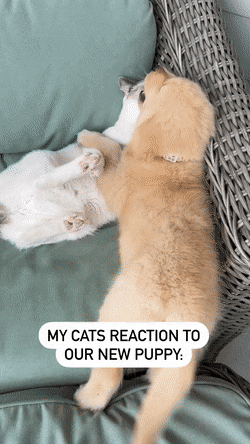 고양이가 좋은 아기골댕이 | 인스티즈