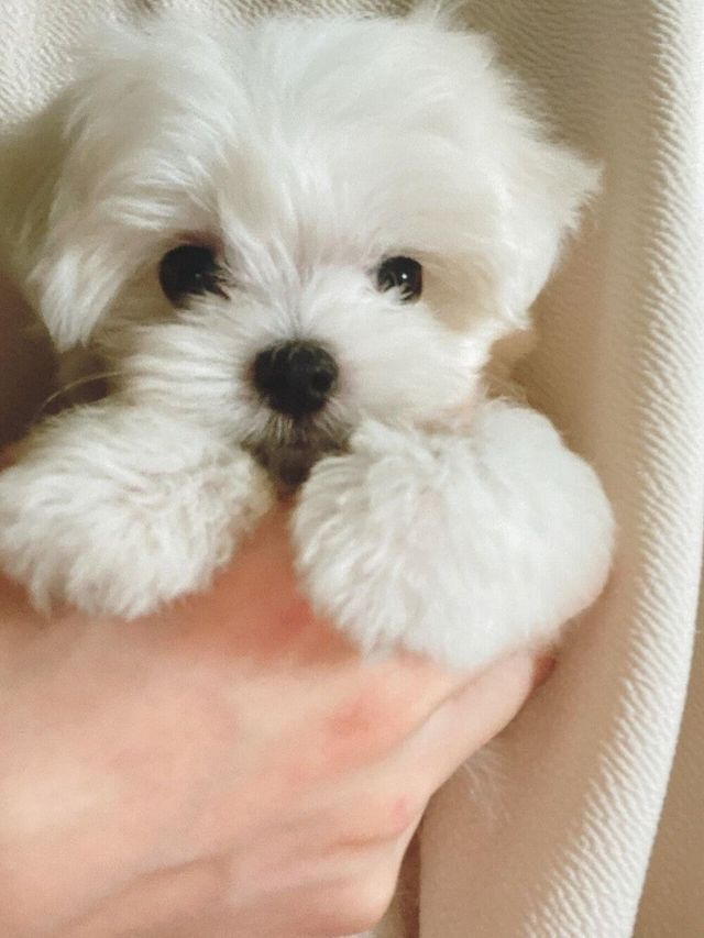 옆집 새끼강아지 베란다로 넘어옴 ㅋㅋ | 인스티즈