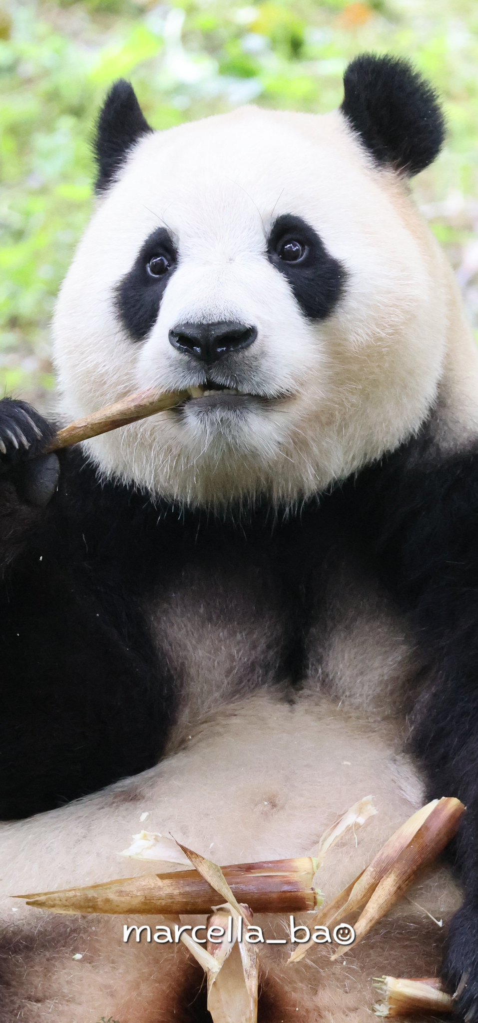 벌크업한 푸바오 근황 | 인스티즈