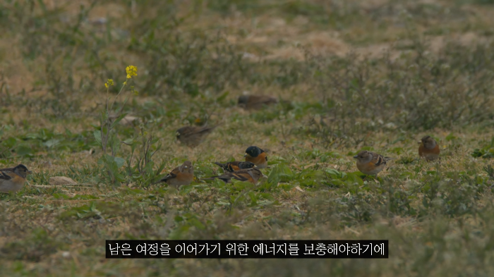 [사진100장스압] 고양이가 자연생태계에 끼치는 심각한 영향 | 인스티즈