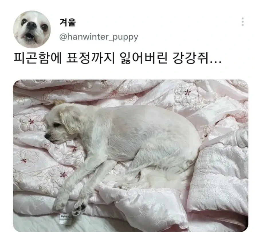 명절 주인보다 먼저 지친 강아지 | 인스티즈