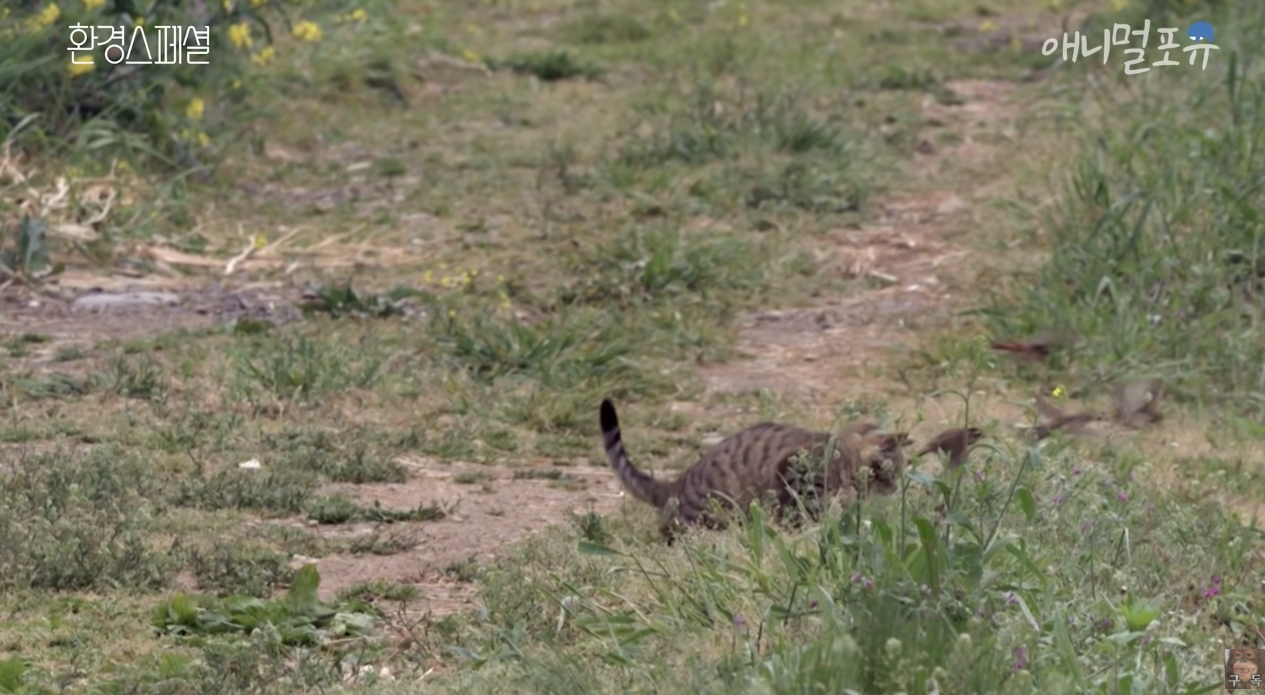 일부 몰지각한 캣맘들은 이 악물고 모른척하는 내용.jpg | 인스티즈