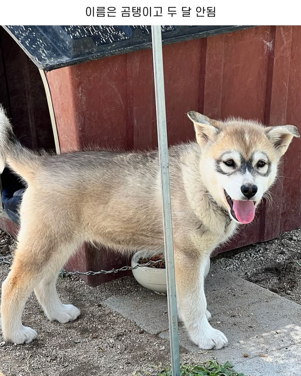 신기한 털무늬가 있는 댕댕이 | 인스티즈