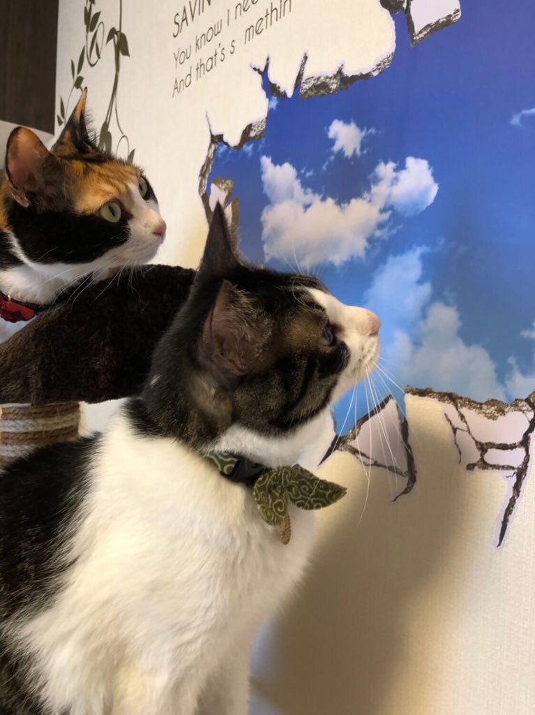 스티커에 속는 고양이들 .jpg[충주시] 지방직 공무원 인수인계 상황.jpg | 인스티즈