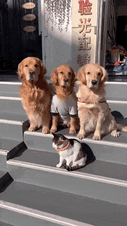 고양이에게 단체사진 예의범절을 가르치는 댕댕이.gif | 인스티즈