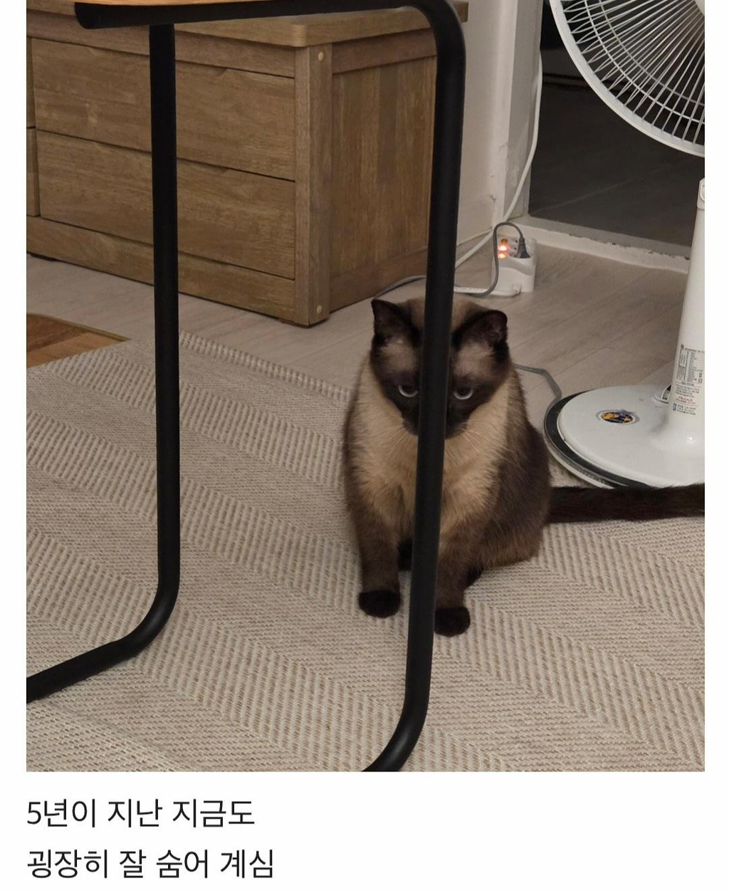 집냥이가 된 어느 길냥이 이야기 | 인스티즈