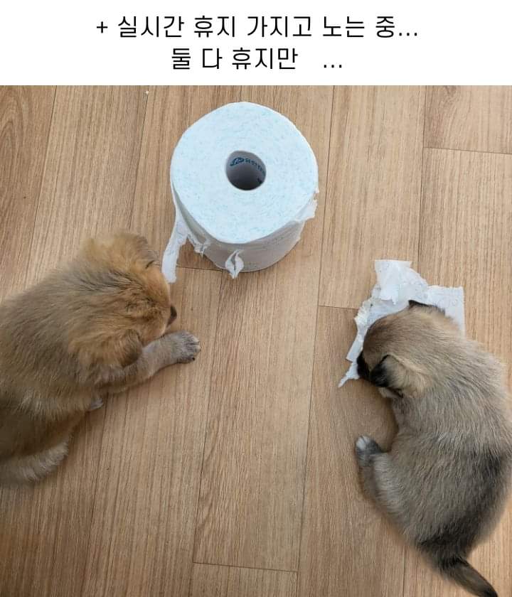 사무실에 있는 댕댕이들 | 인스티즈