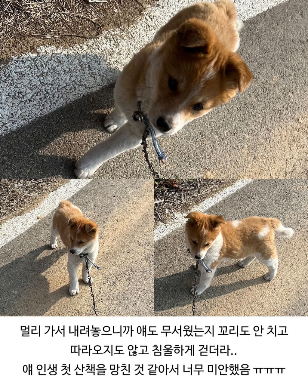 할머니집 시골개 산책시켜줌 | 인스티즈