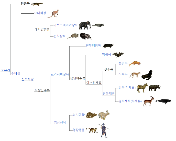 오리너구리의 부리는 사실 두개골 | 인스티즈